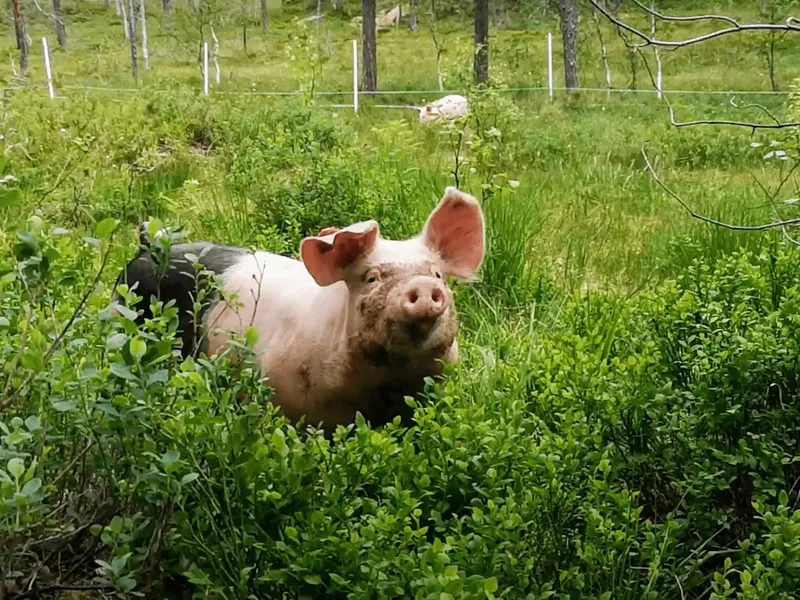 Bilde av gris på tunet
