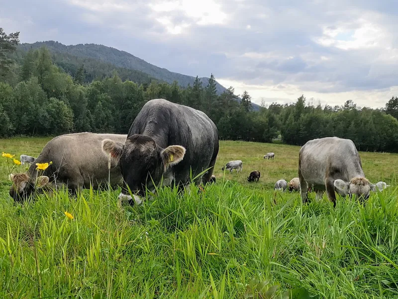 Kyr på tunet